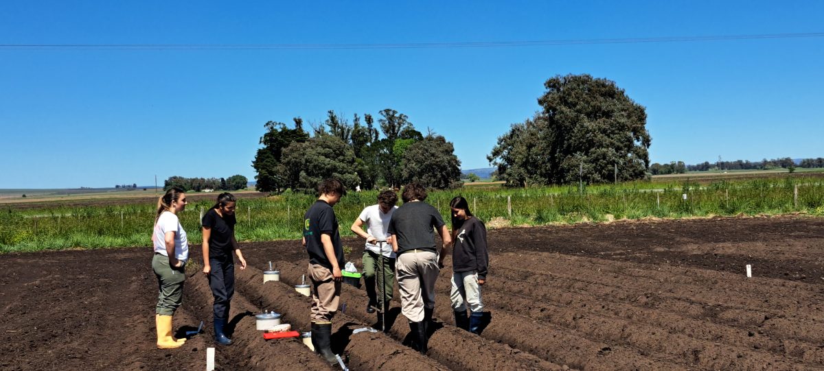 Medición con cámara estática, un método validado a nivel internacional que permite cuantificar flujos de GEI desde el suelo hacia la atmósfera.